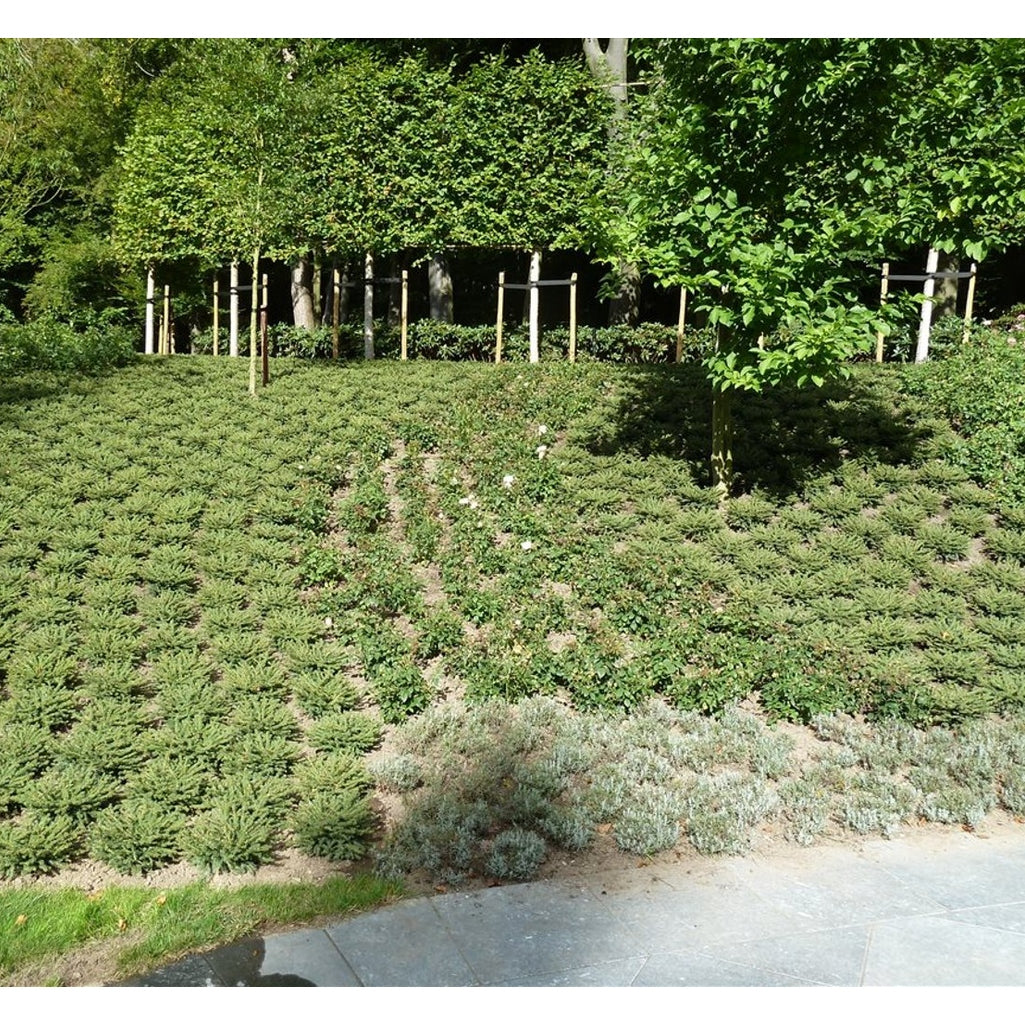 Gran – Picea abies 'Nidiformis' - C3 25-30 CM